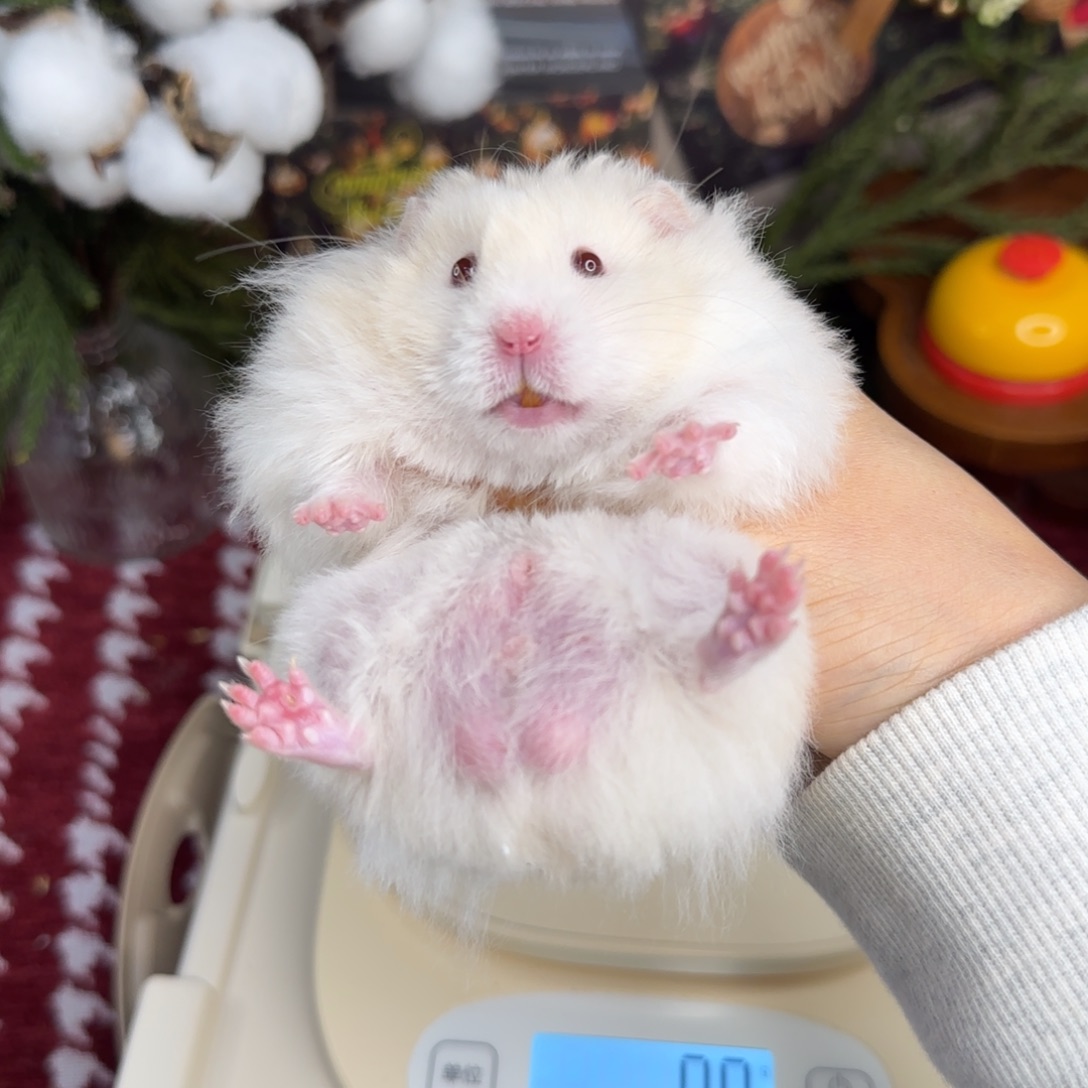 蜜波弟弟139g8.26