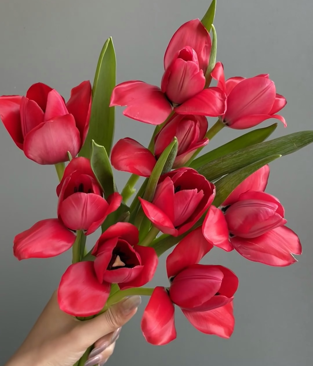 热烈深沉红色郁金香10支送礼专属昆明基地直发