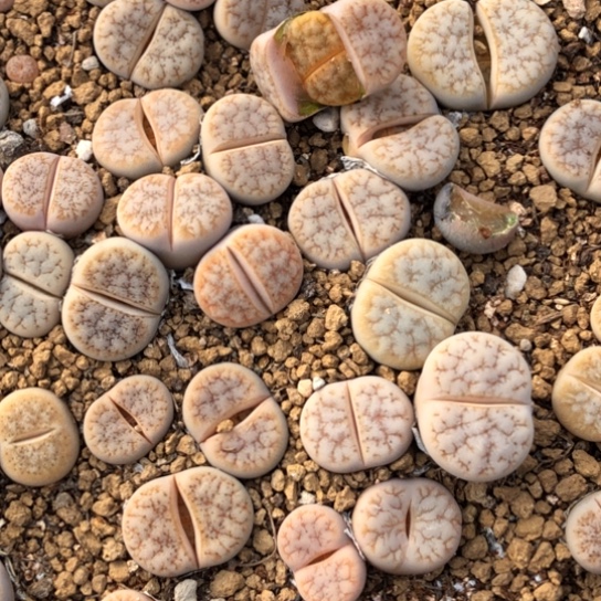 拿铁x189 随机5颗