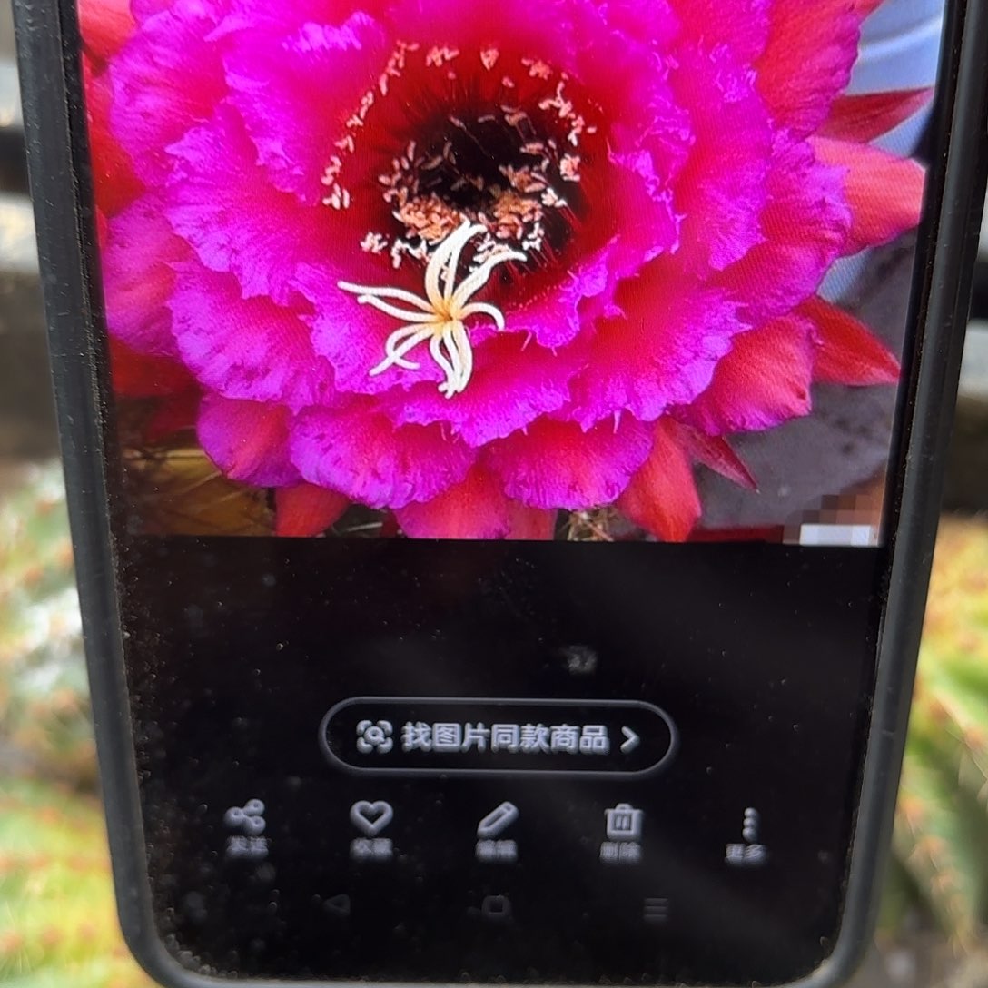 流苏毛侧牙20包邮仙人球28