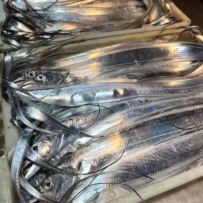 【4-6两】4斤装带鱼深海钓带码头直发新鲜特大带鱼整条发货肉质嫩