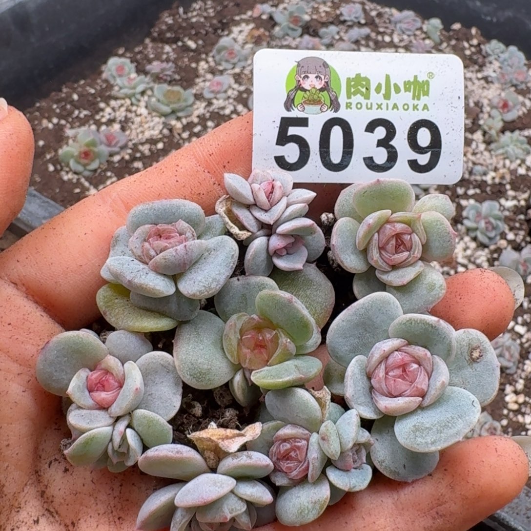 多肉植物多肉植物