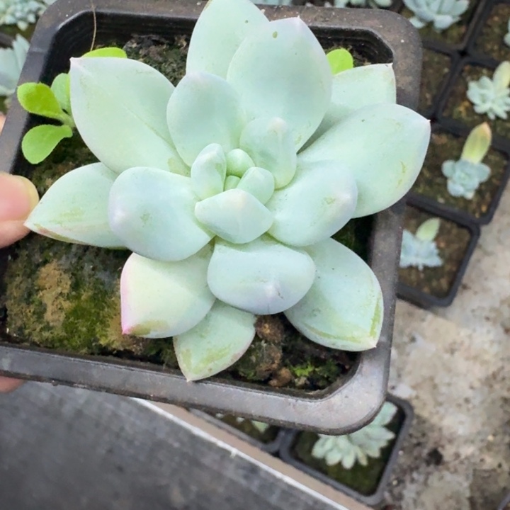 伊丽莎白 单头  一物一拍