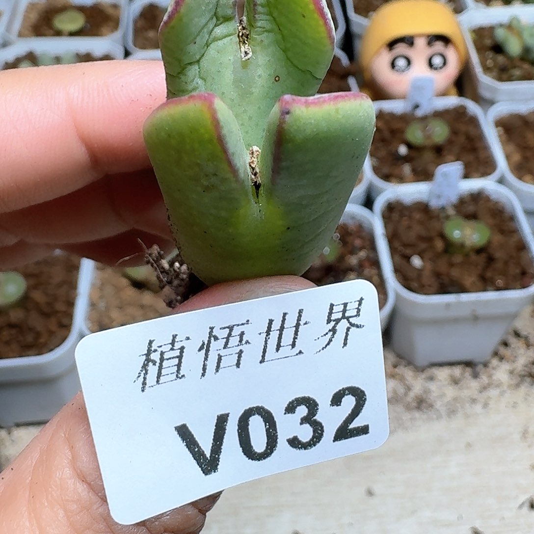 032盒多肉植物哇vg h h j