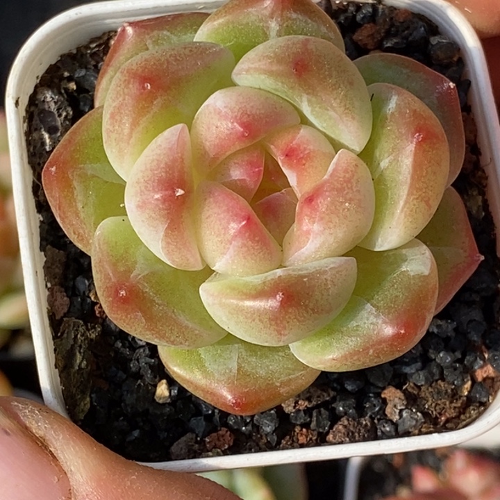 天官赐福百无禁忌