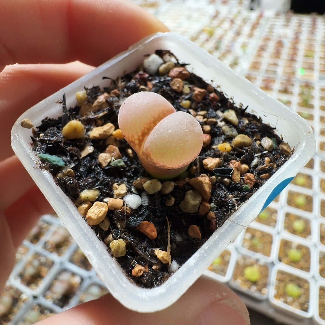 多肉植物福利风铃857