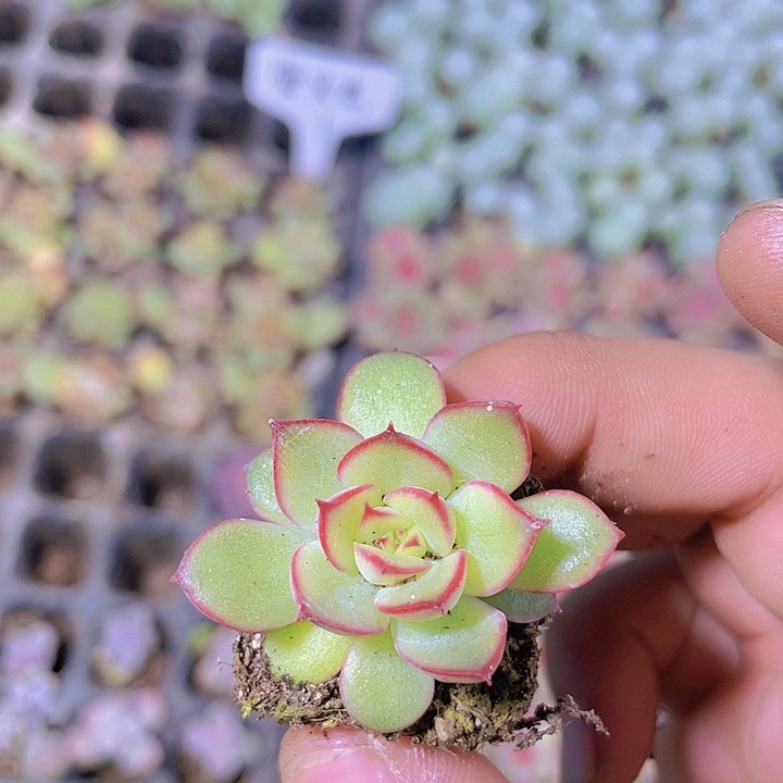 萤火虫【满10颗包邮】