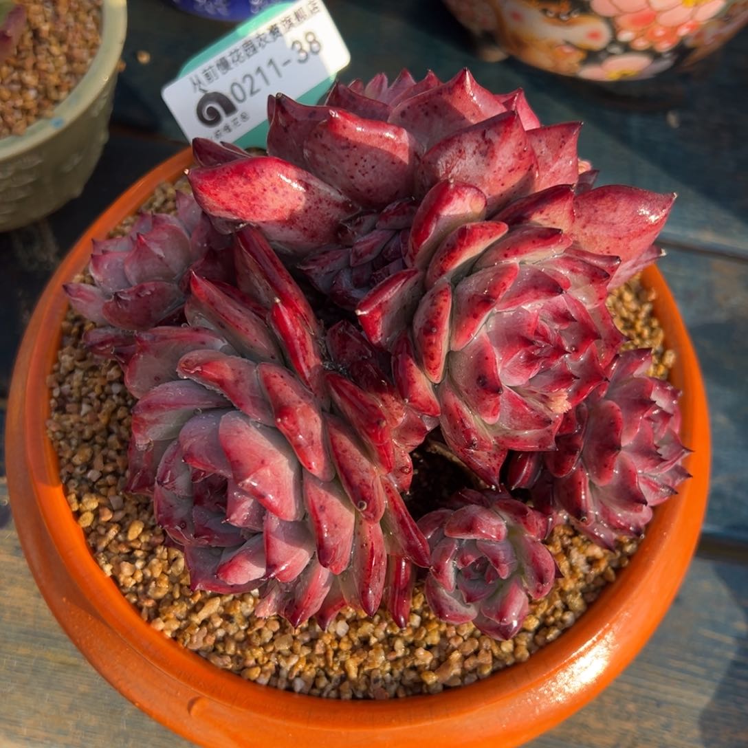 从前慢多肉精选编号0211.38