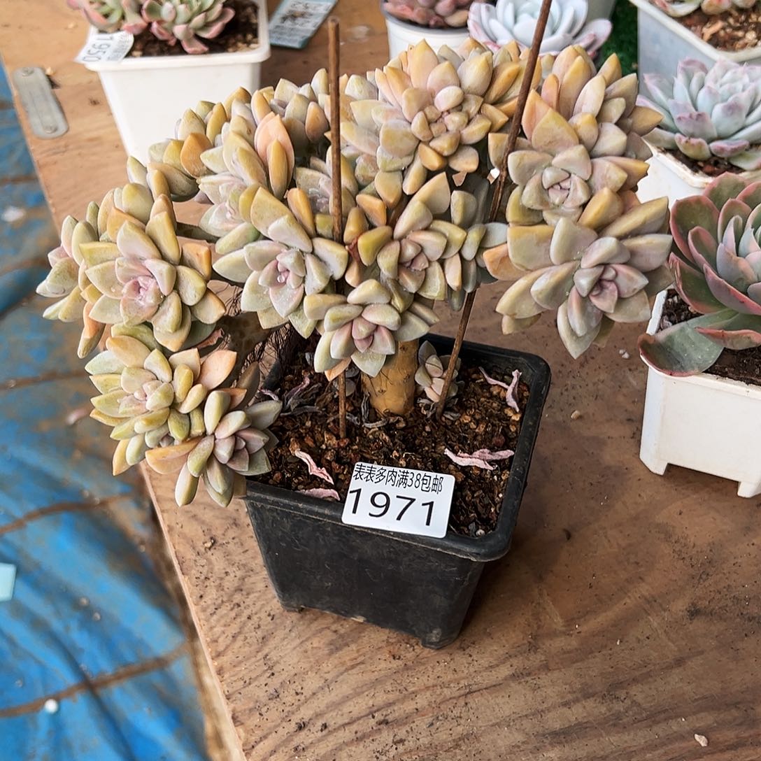 依***香无花朵多肉一物一拍植物