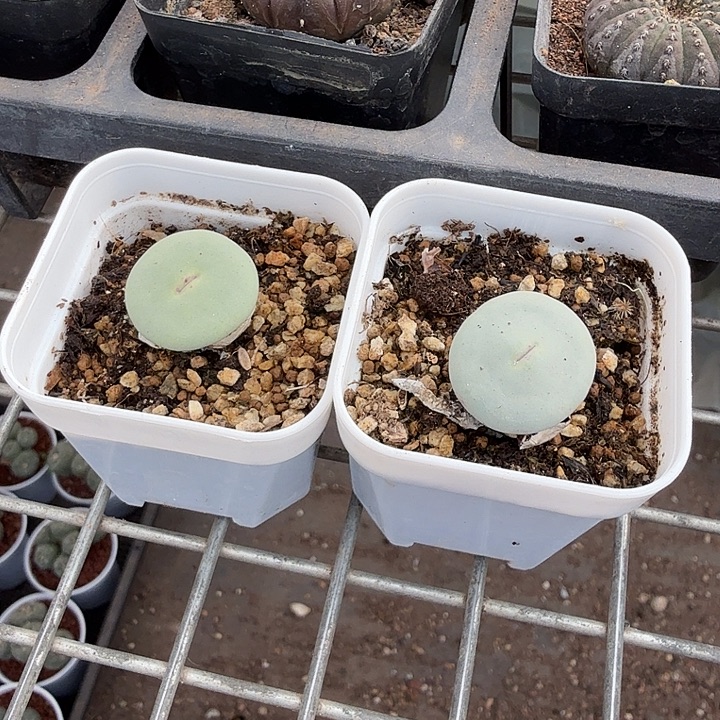 官***学红唇组合2颗仙人球