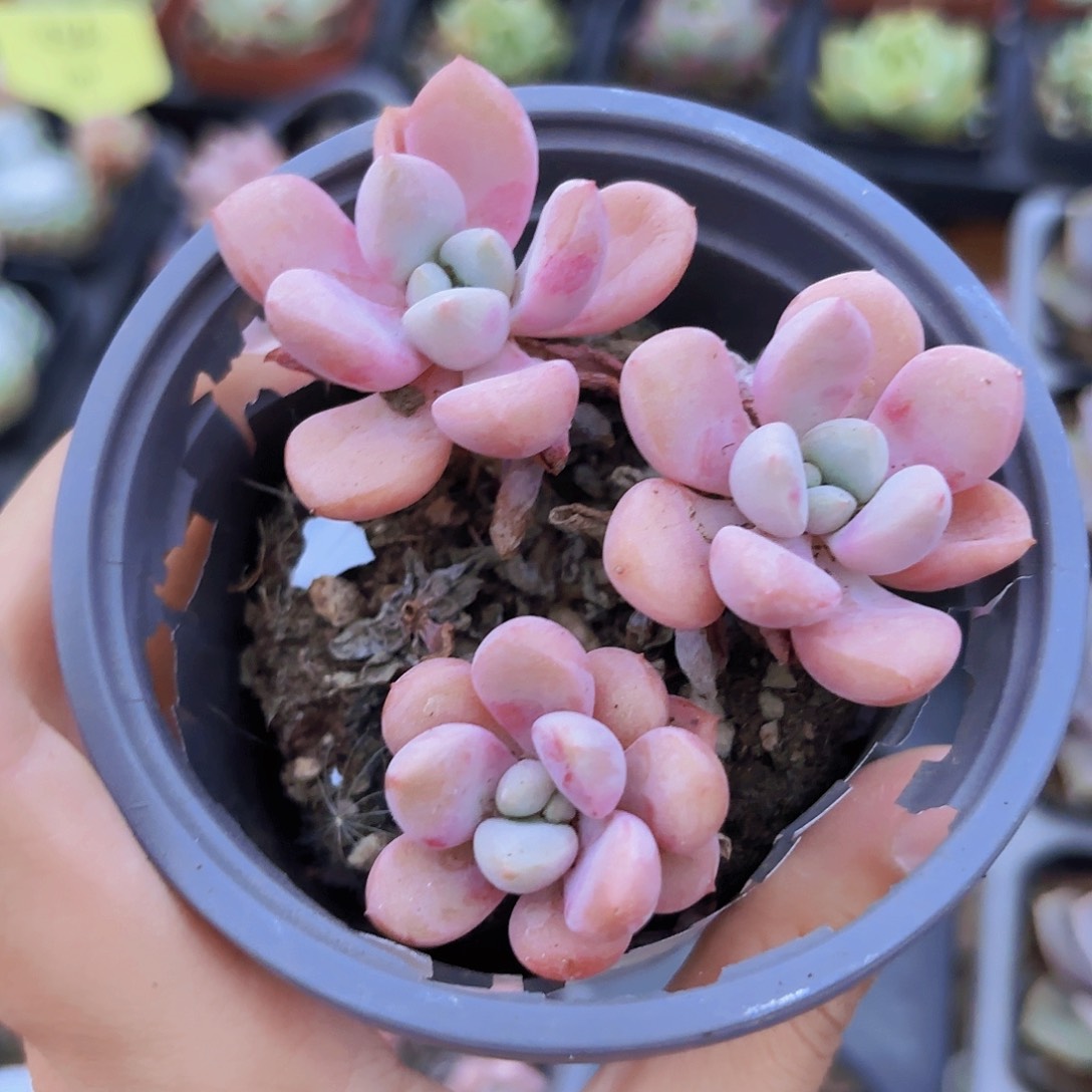 精品花斑鹿多肉植物