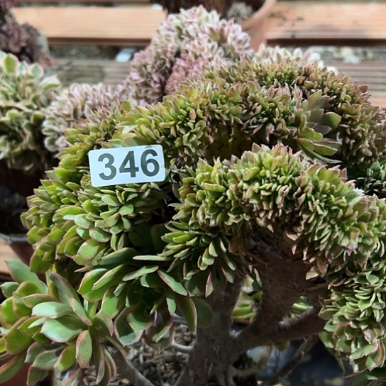 天***意多肉植物一个万皇