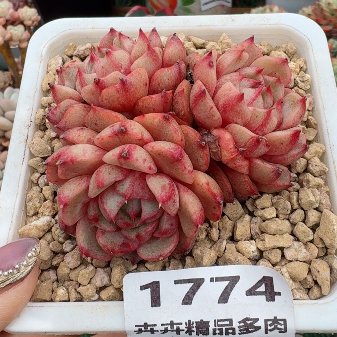 1774一物一拍（满28包邮）