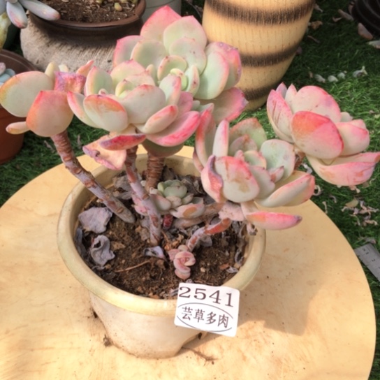 白月光，2541，一物一拍