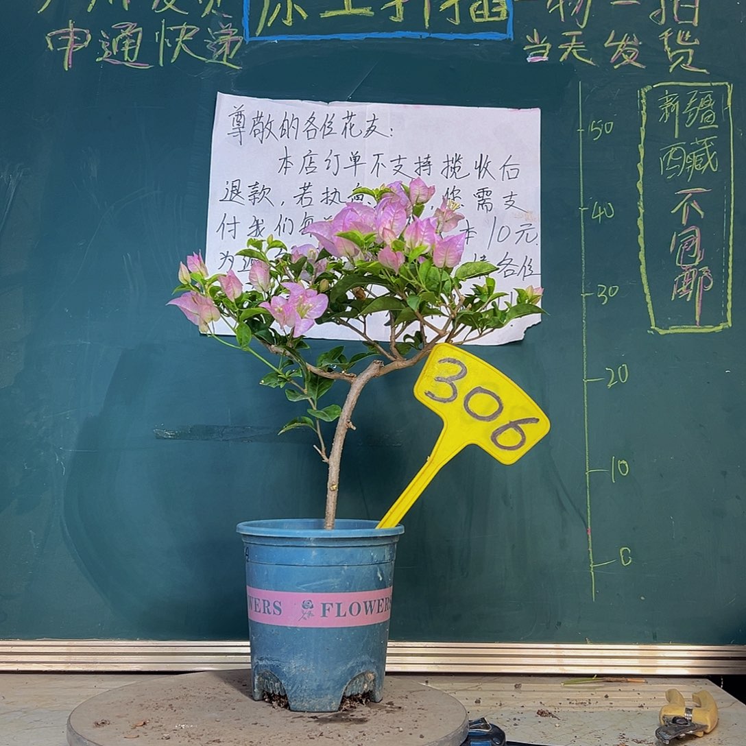 当前无花栽培后可以开花绿叶丽娜306
