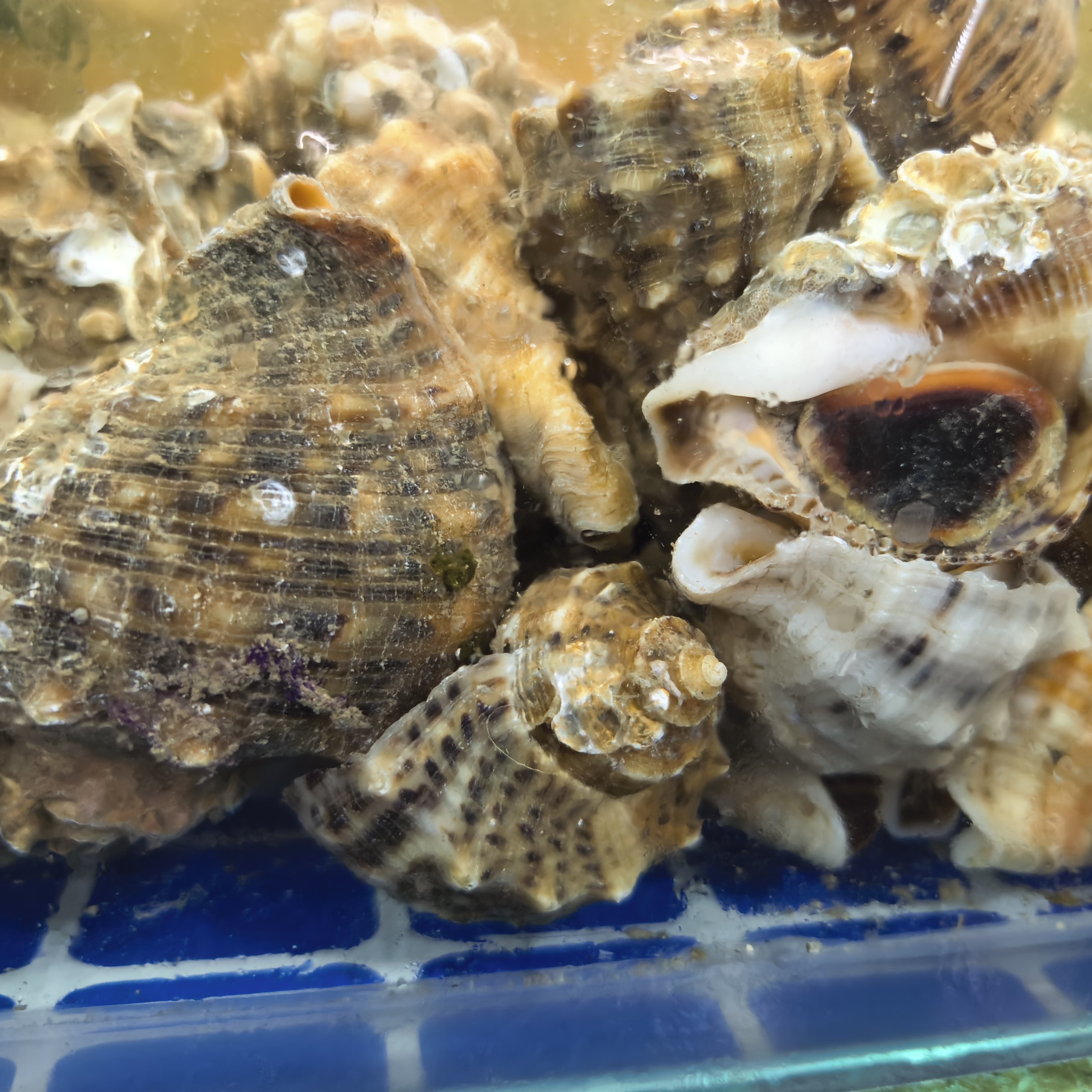 小富生鲜中海螺（1斤）保鲜不保活