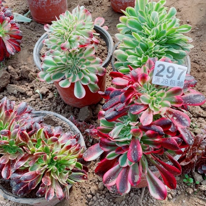 多肉植物百科297