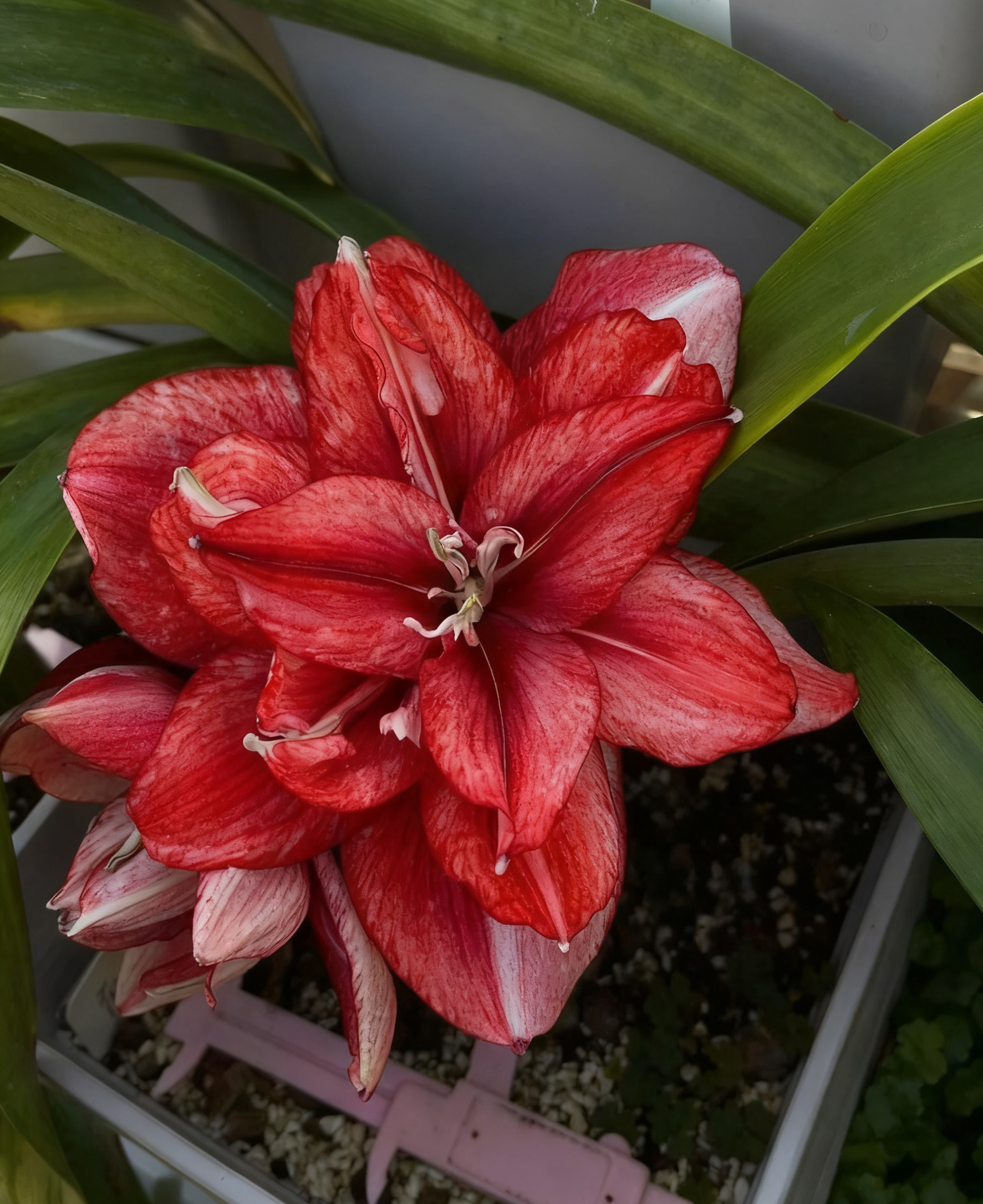 花莳花园 朱顶红裸球【唐妃】种球花园开花植物