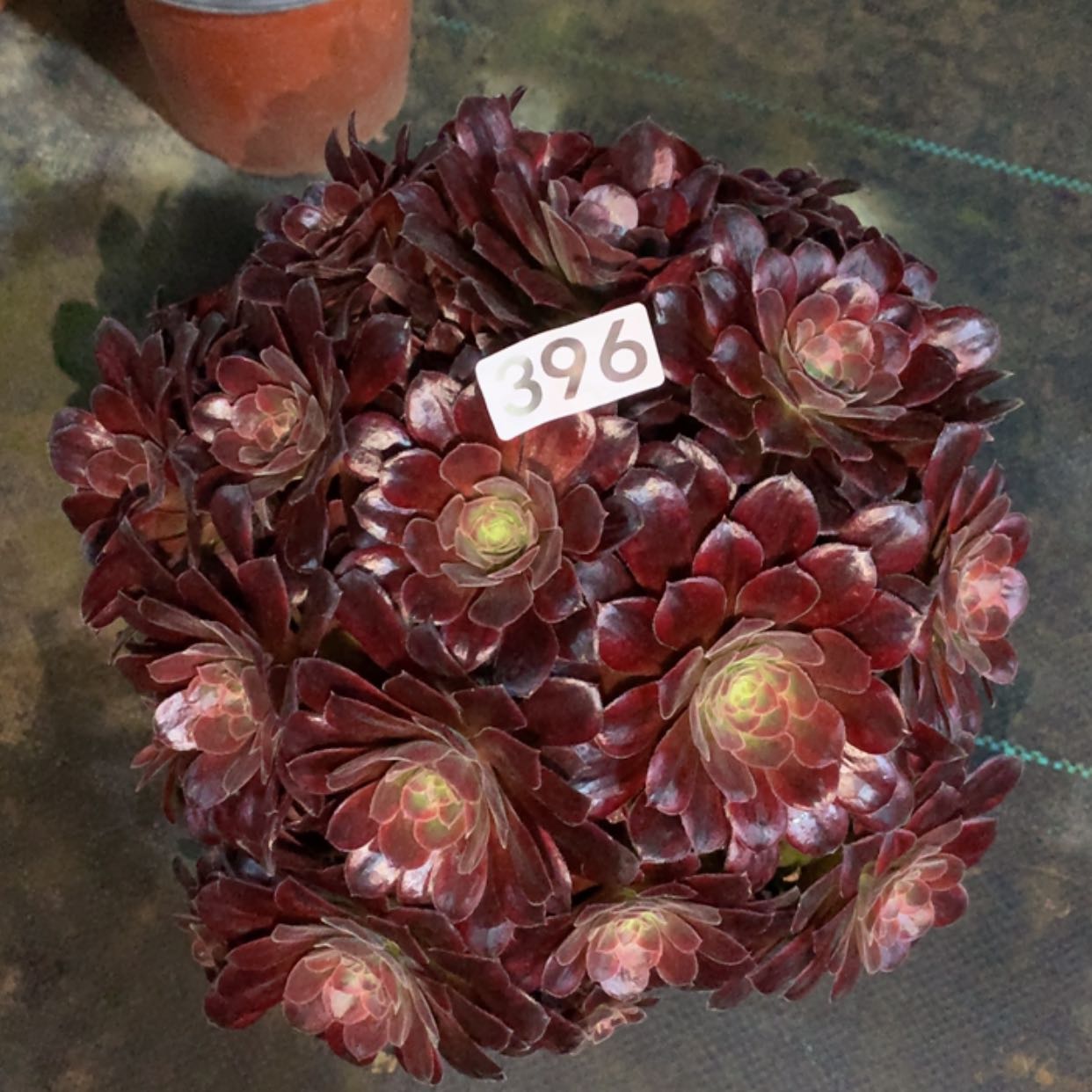 【闪购商品】396安娜变异