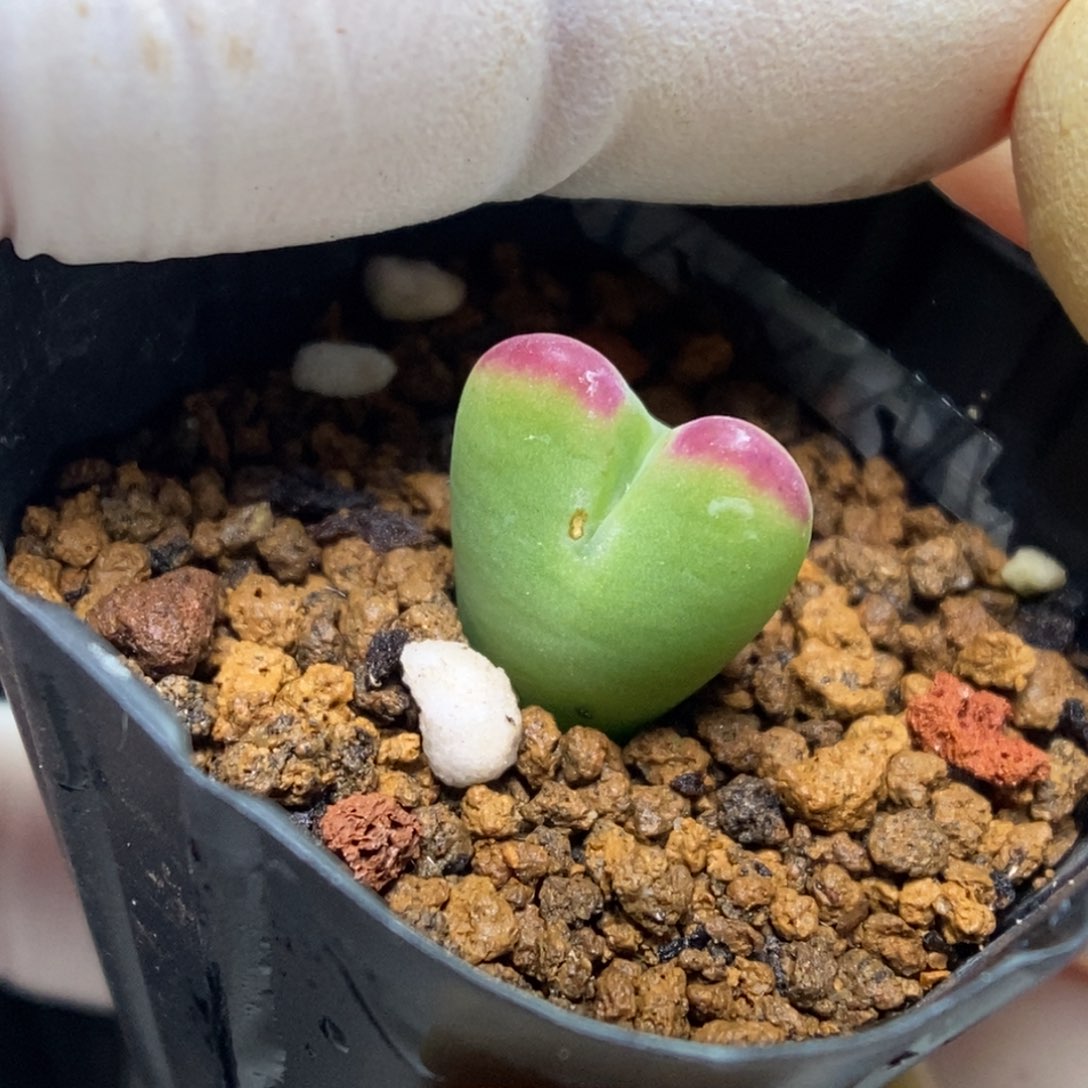 多肉植物肉锥杂交K-043