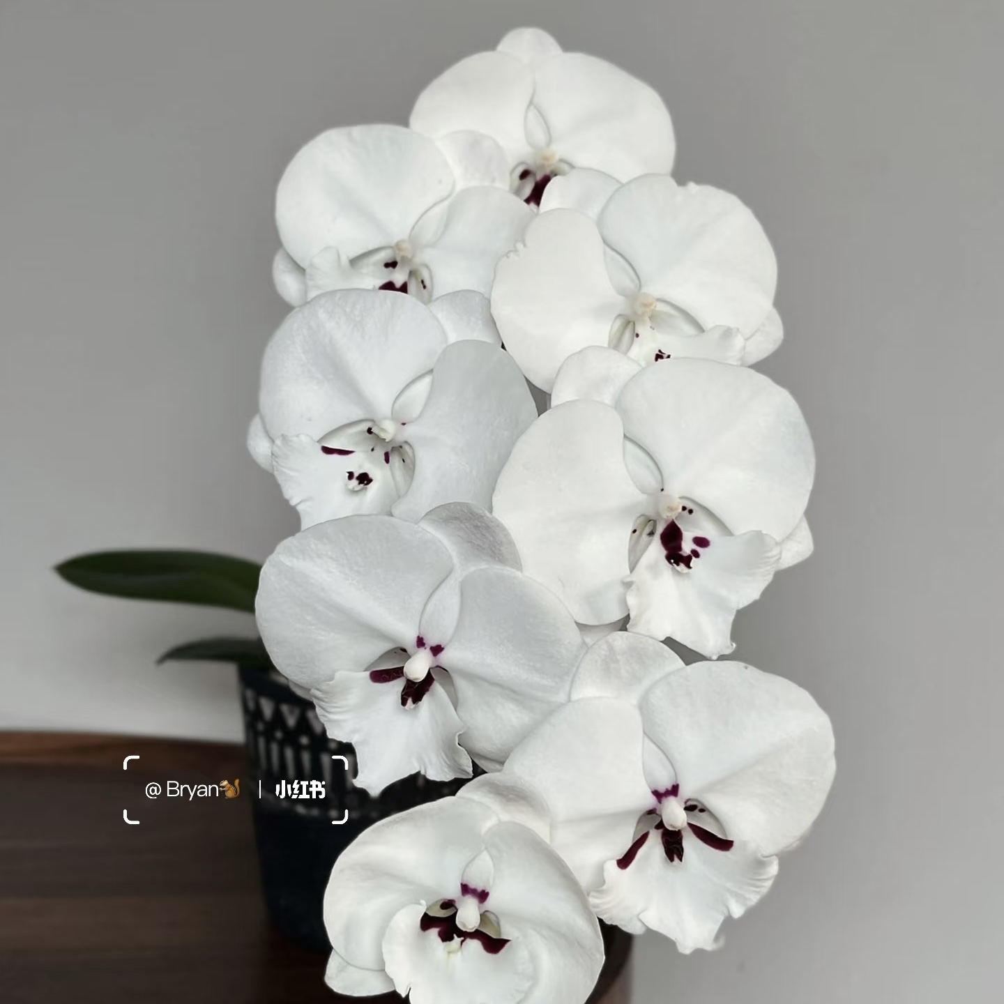 植趣【ch2128雪梨】白色必入 3.5加高出剑发货