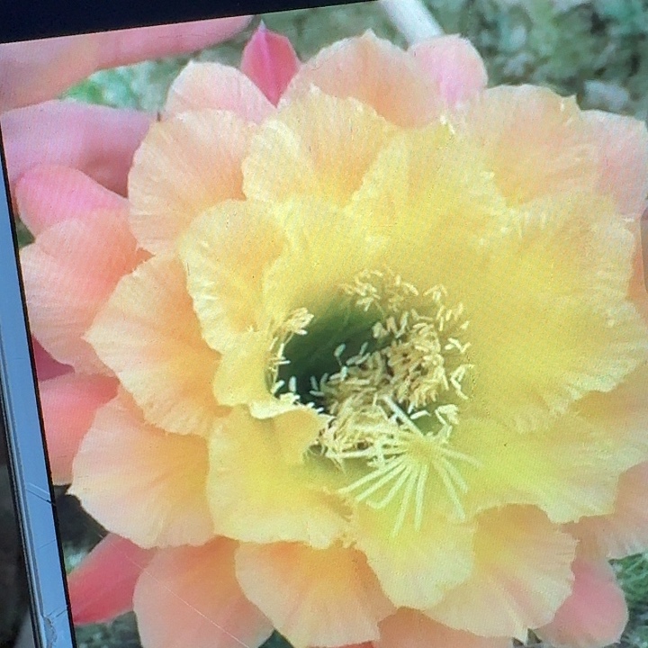 歪歪侧芽5公分左右毛花柱