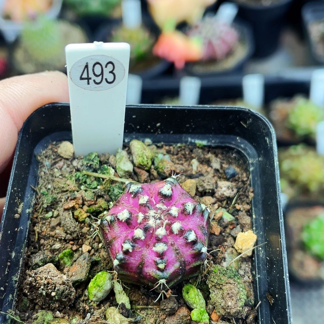 雪***^2.5cm 非偏远地区满25包邮仙人球