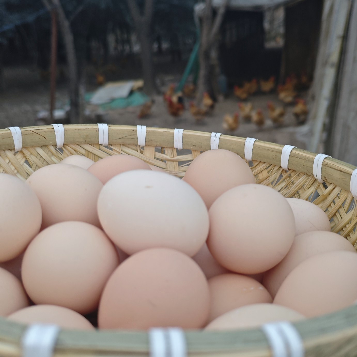 大别山林间散养土鸡蛋谷物喂养营养土鸡蛋