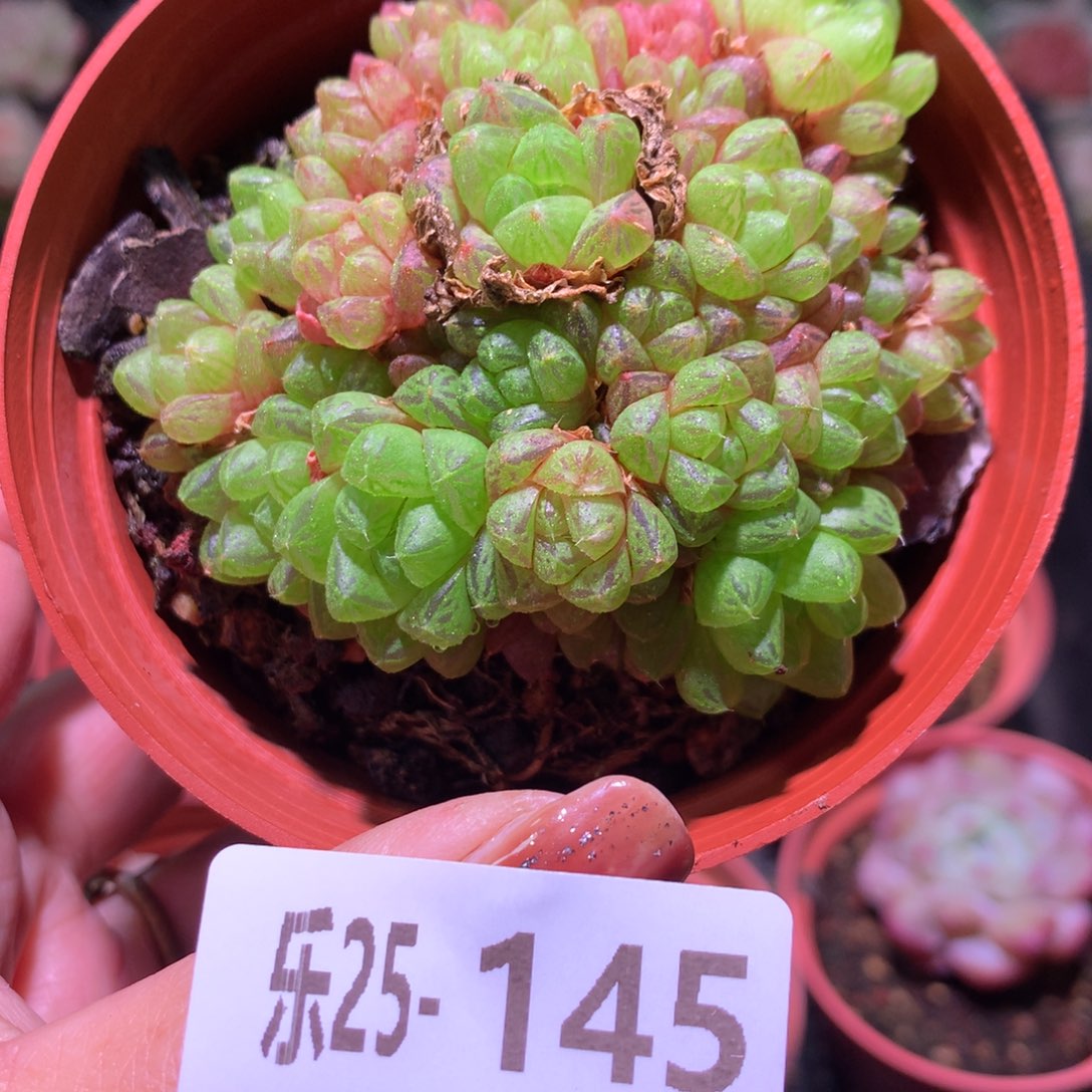 乐然25-145 草玉露 