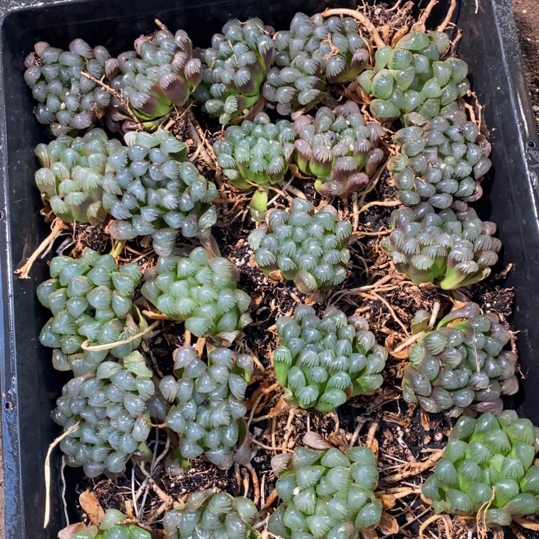 2532 一颗优选实生超大冰灯玉露  圣诞整点福利