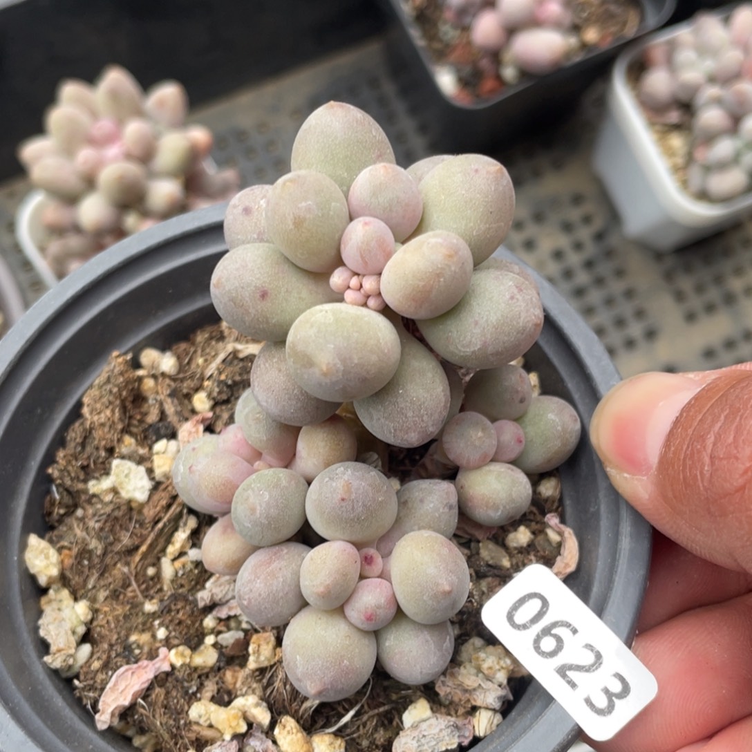 仙子奶酪多肉植物