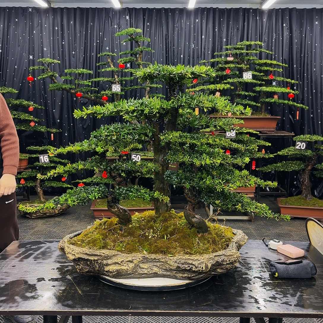 松树柏树造型盆景