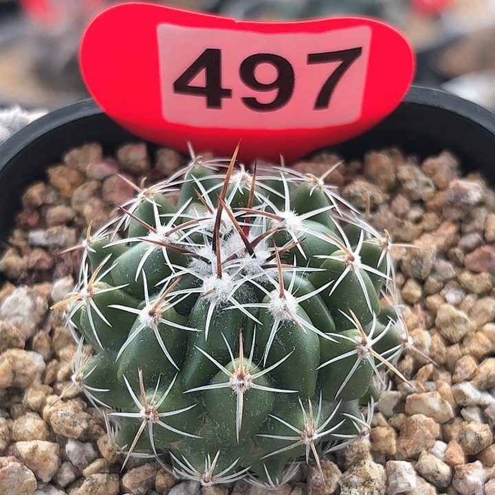 仙人球实生天兆丸