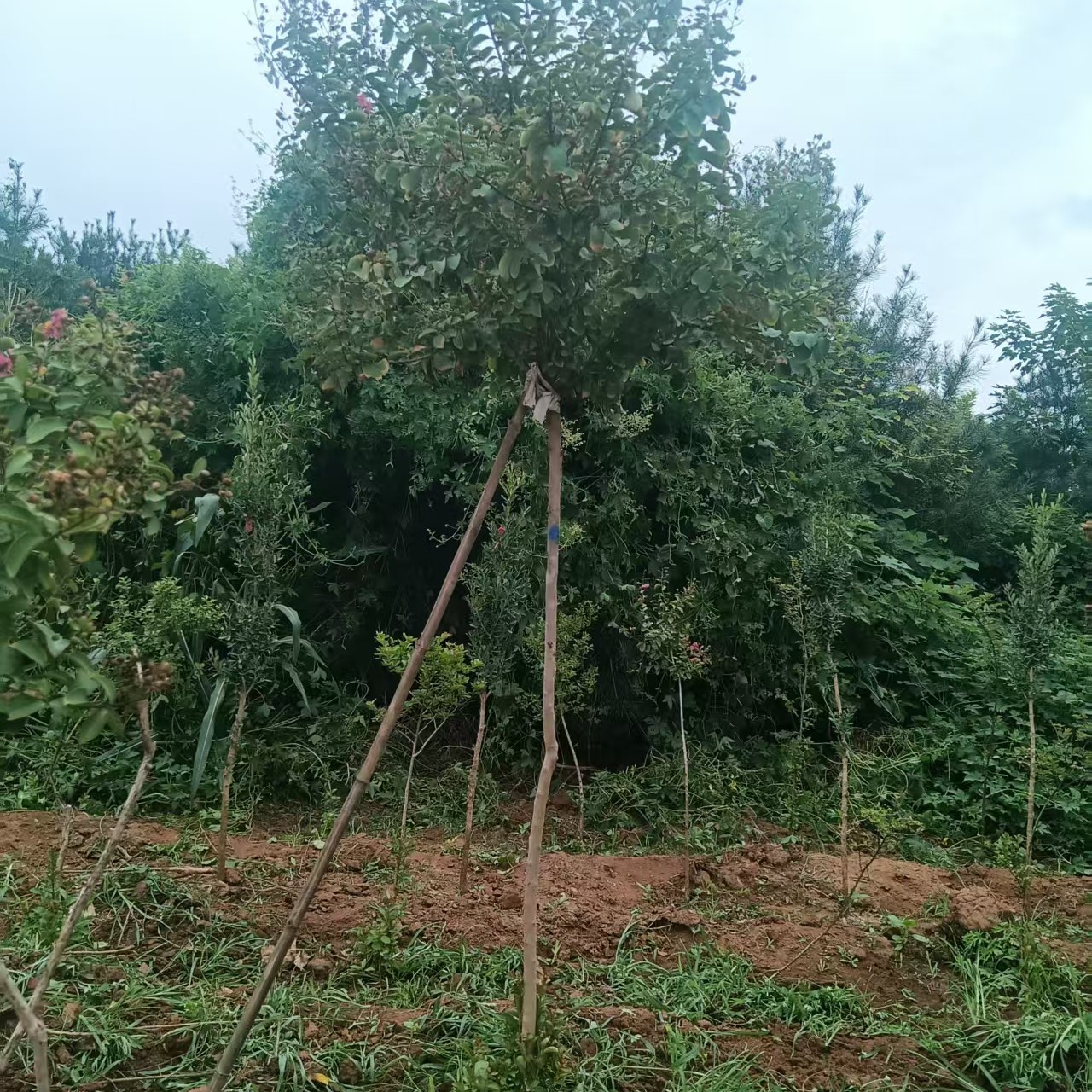 沂蒙山小叶紫薇带土球发货适合庭院种植