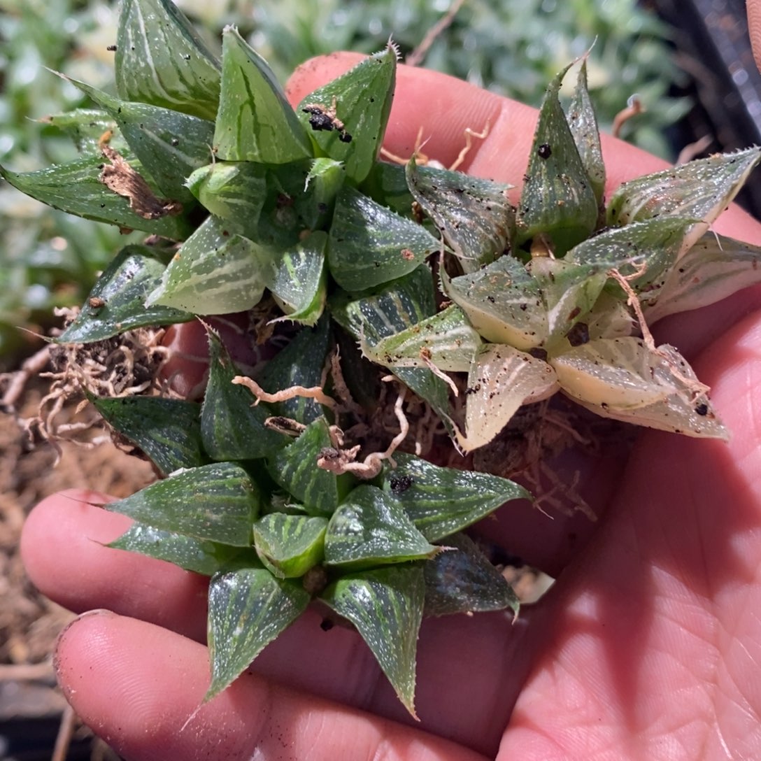 w***w1946 三颗一起 福利