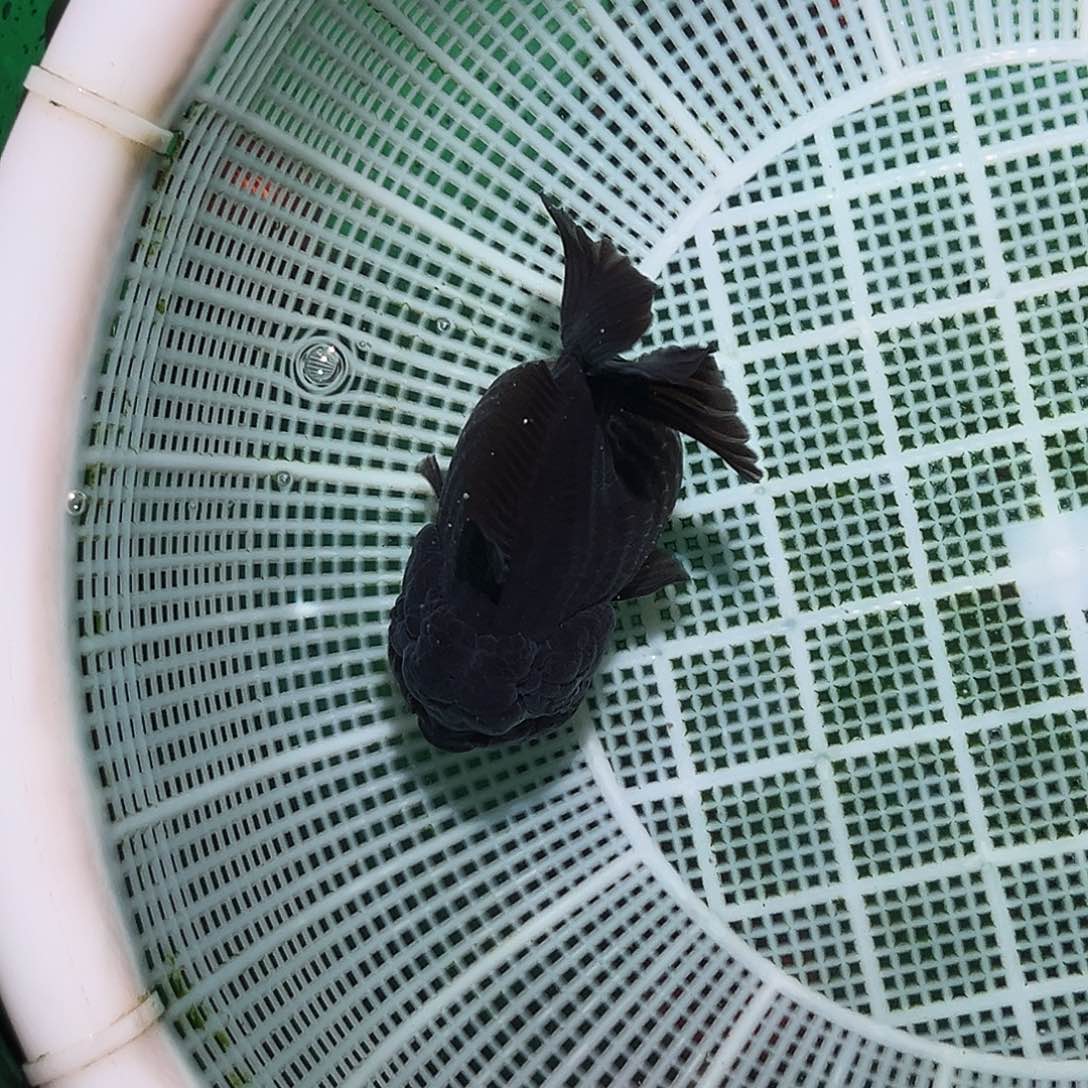 金鱼精品玛丽小黑