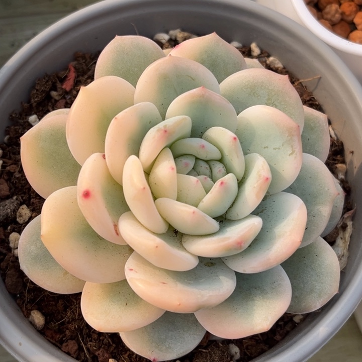 橙梦露锦一颗价格发货