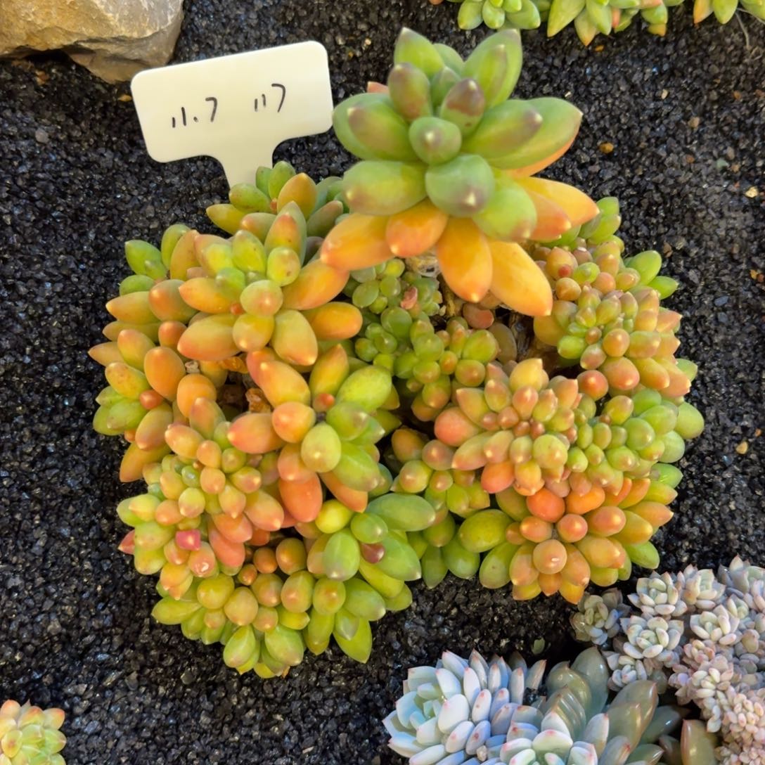 靖***雯一物一拍千代田缀117