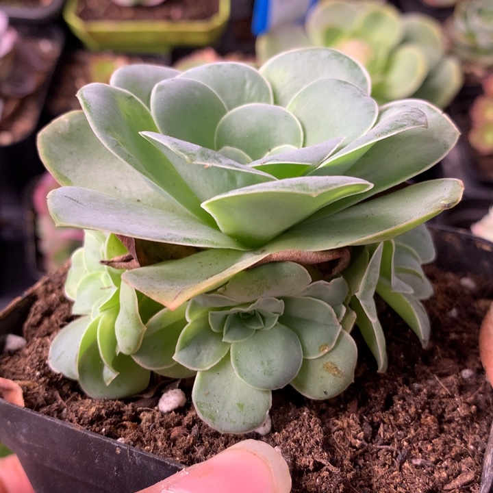 一物一拍星辰清风挽002