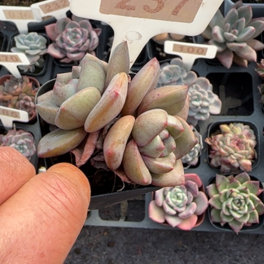 237德国香槟多肉植物多