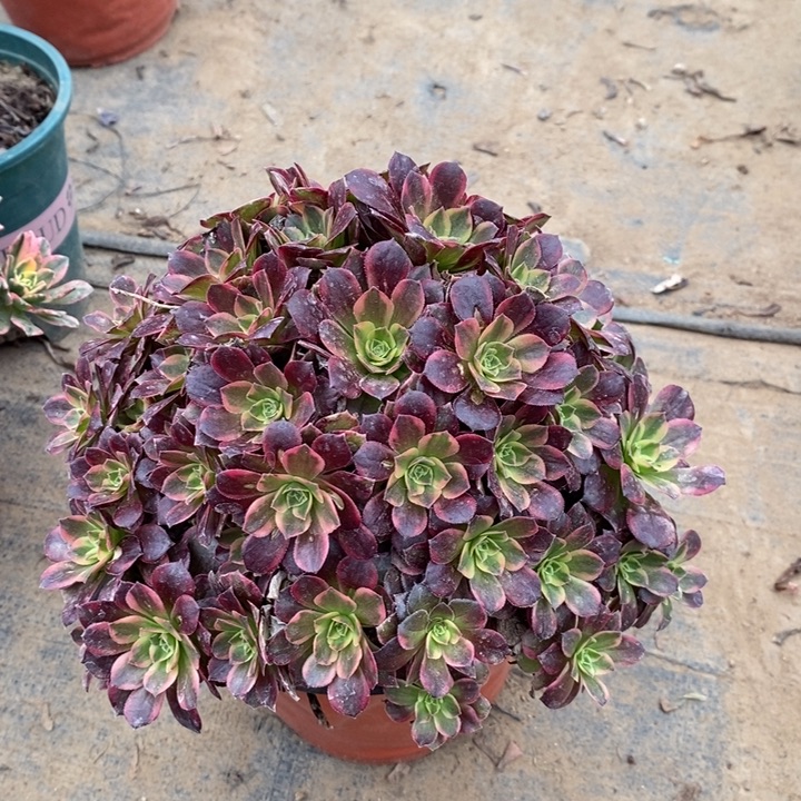 安娜多肉植物121。