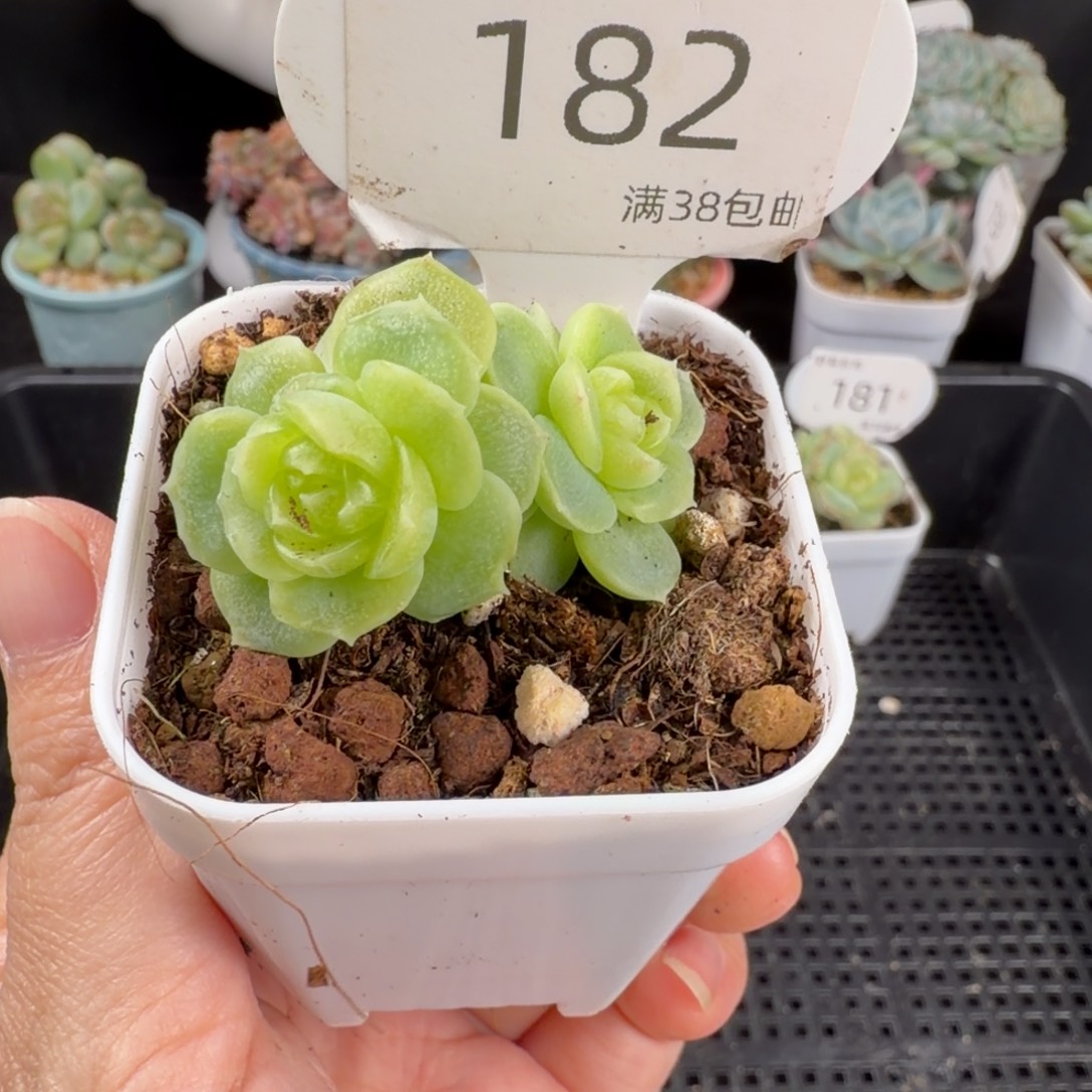 翡翠流心双头182号
