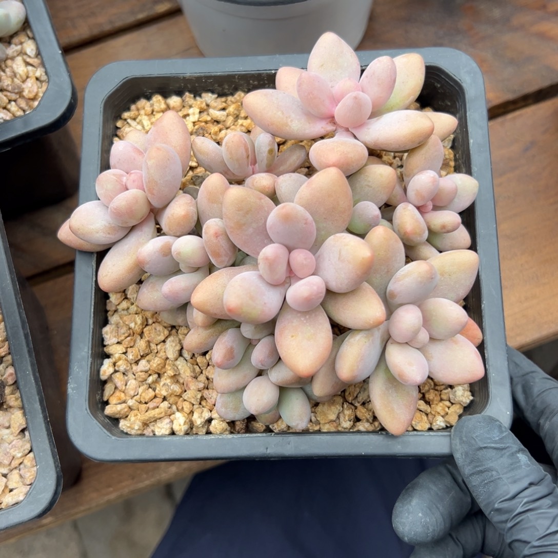 特价蜜多丽1111111111111111