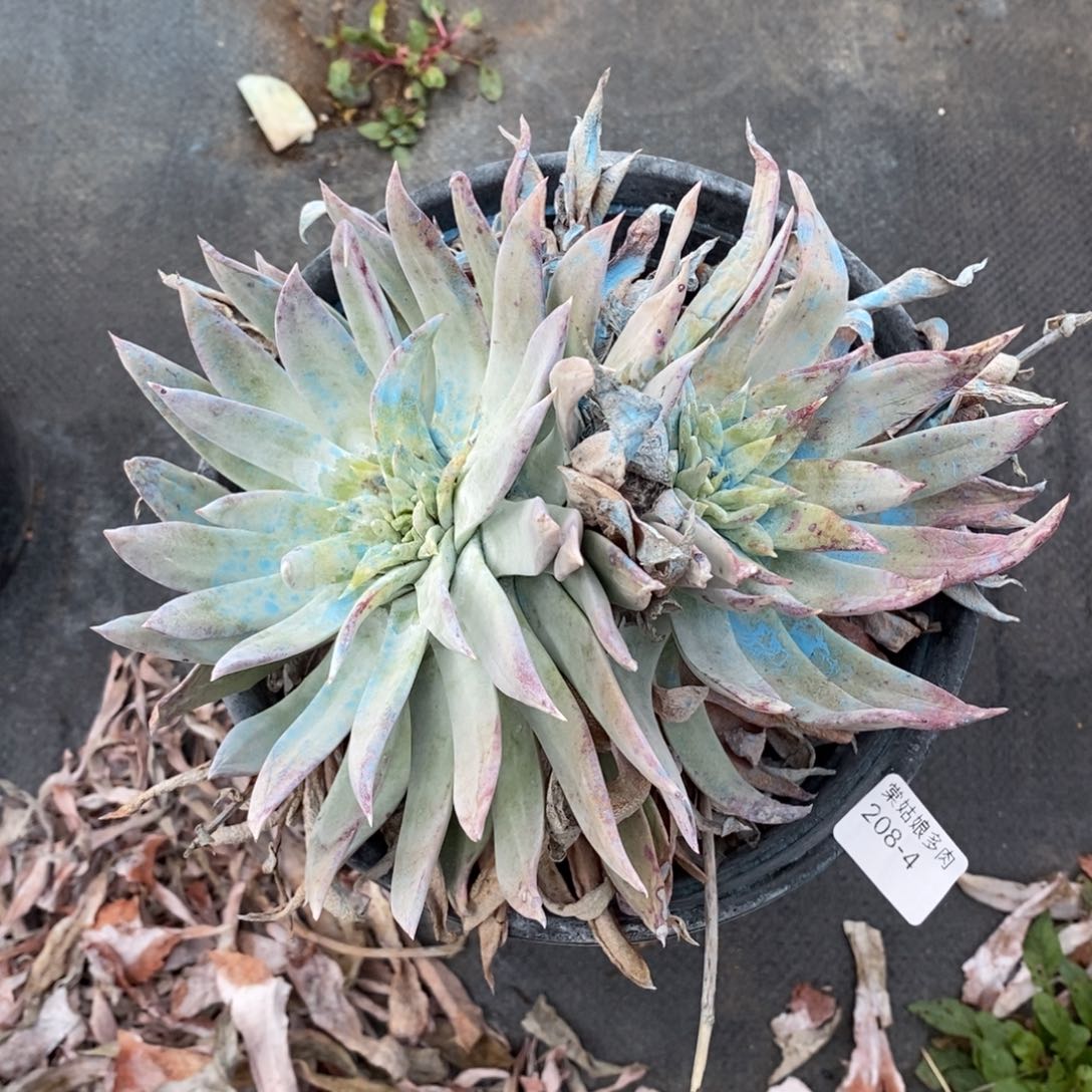 4号雪山群粗腿子