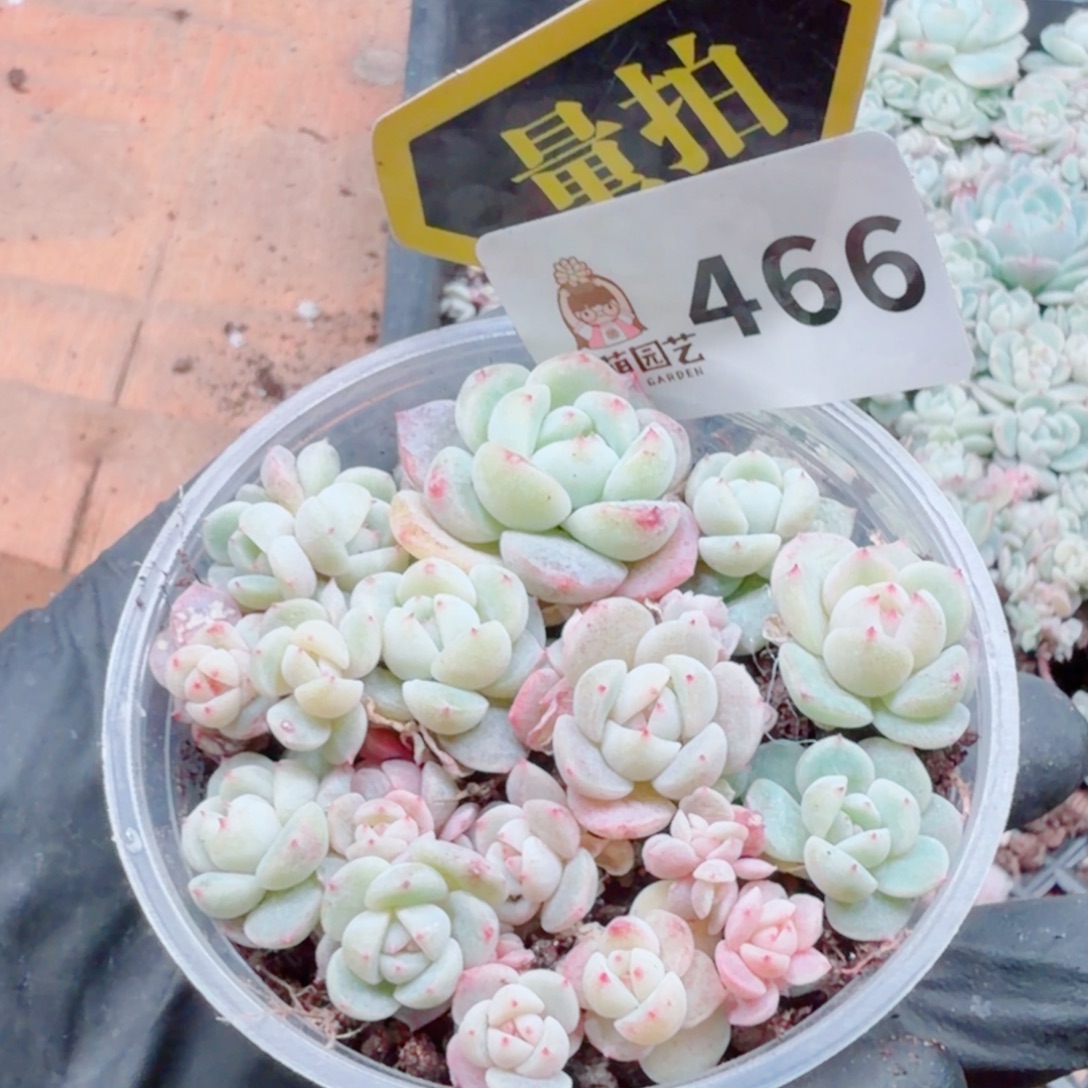 多肉植物多肉植物