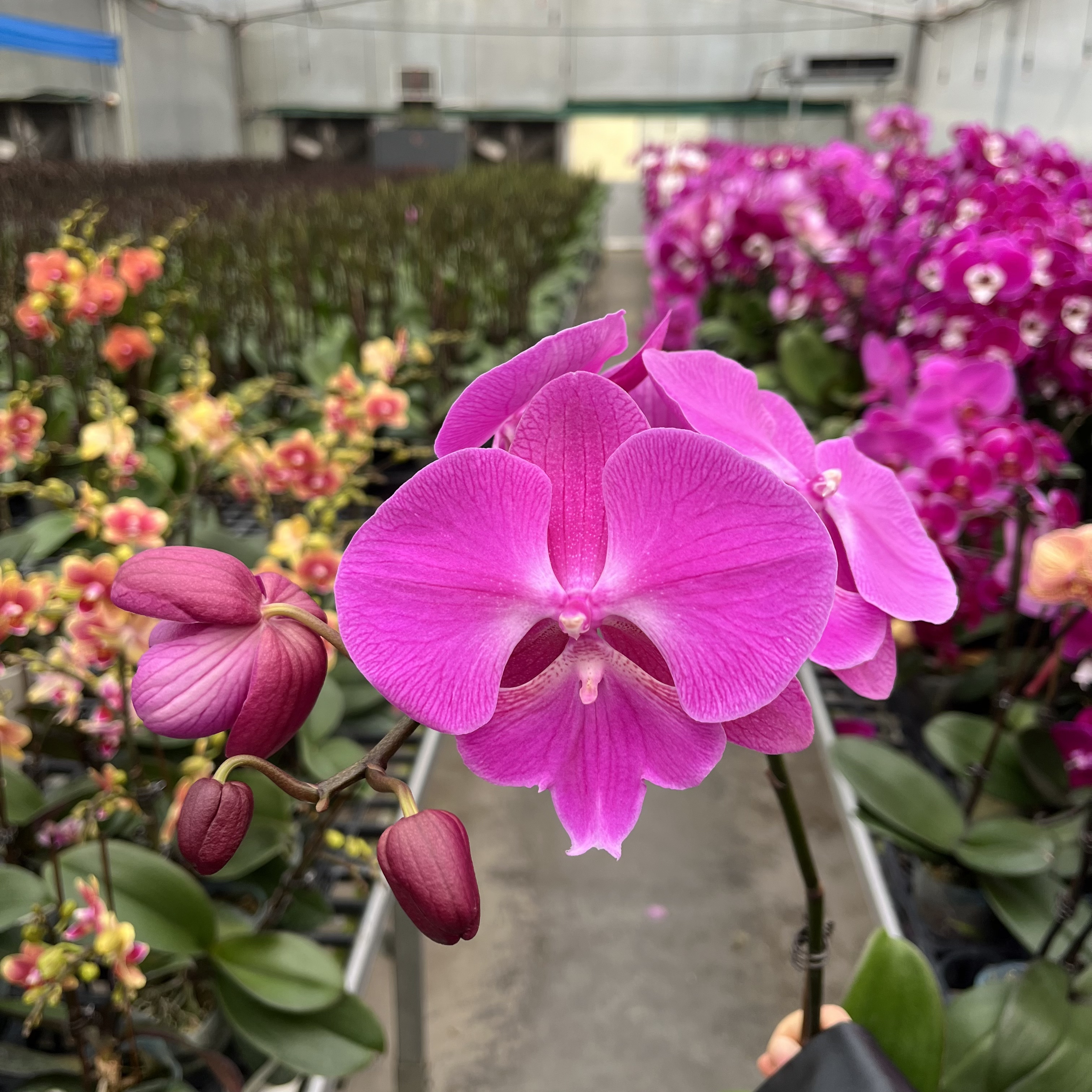 A+【红颜】蝴蝶兰带花苞优雅有档次好养室内前台乔迁送礼好寓意