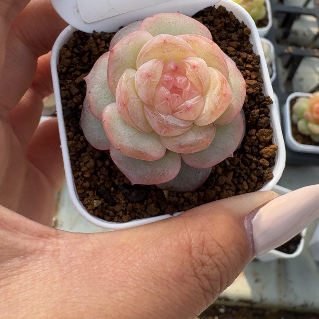飞***兔1201-06-芳草三单头