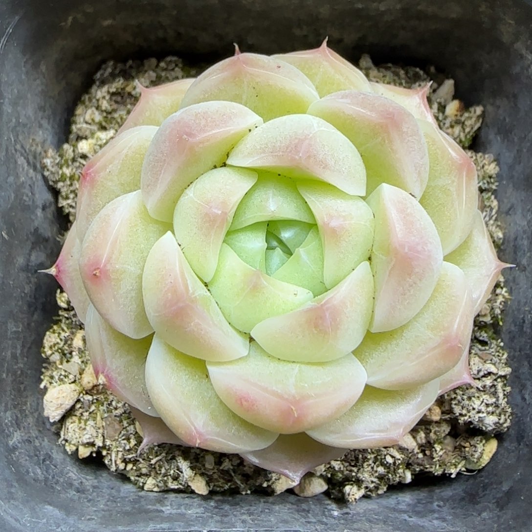 一物一拍麦秆14194