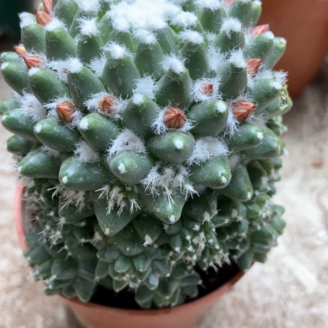 雪糕仙人球8米仙人球