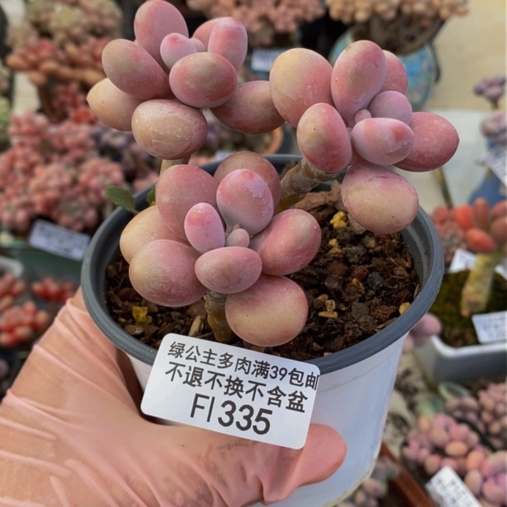 桃蛋8cm335多肉植物